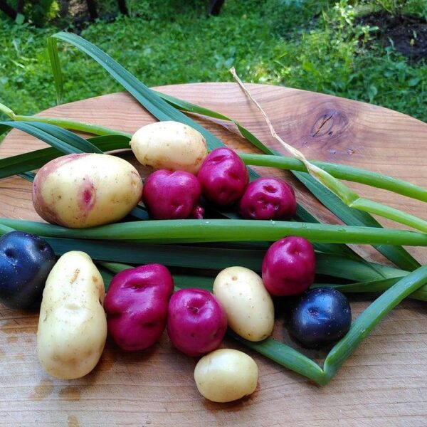 Høst ditt medlemskap nå og det varer ut 2024!